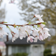 Illustration for article titled Pics from the Curbside: 2018-04-08 from Langara Gardens